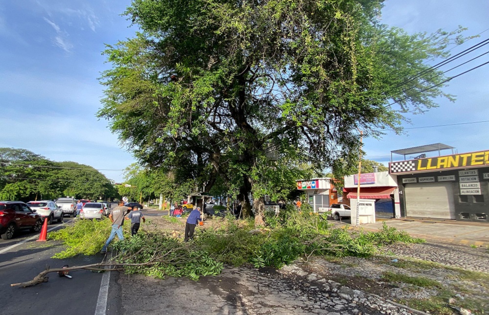 Gobierno de Riult Rivera atiende reporte ciudadano de arbol en riesgo en la colonia El Yaki