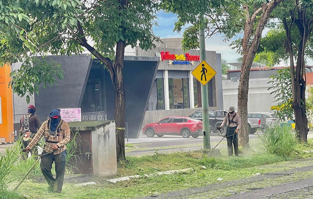 Gobierno de Riult Rivera podan y limpian el camellón de Ignacio Sandoval para un Colima más limpio y ordenado