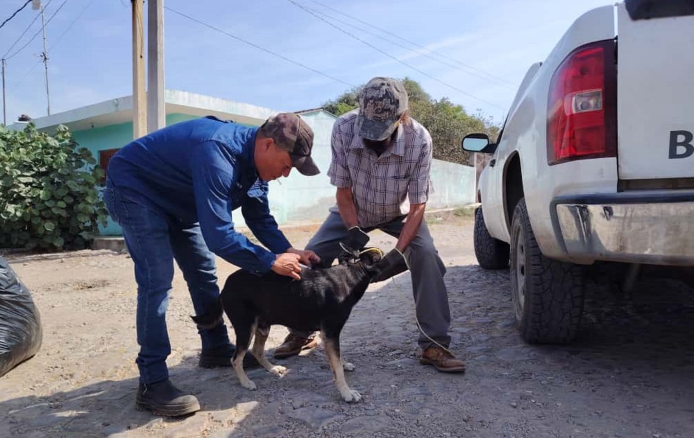 Salud Colima realizará Semana Nacional de Vacunación Gratuita Antirrábica Canina y Felina 2025