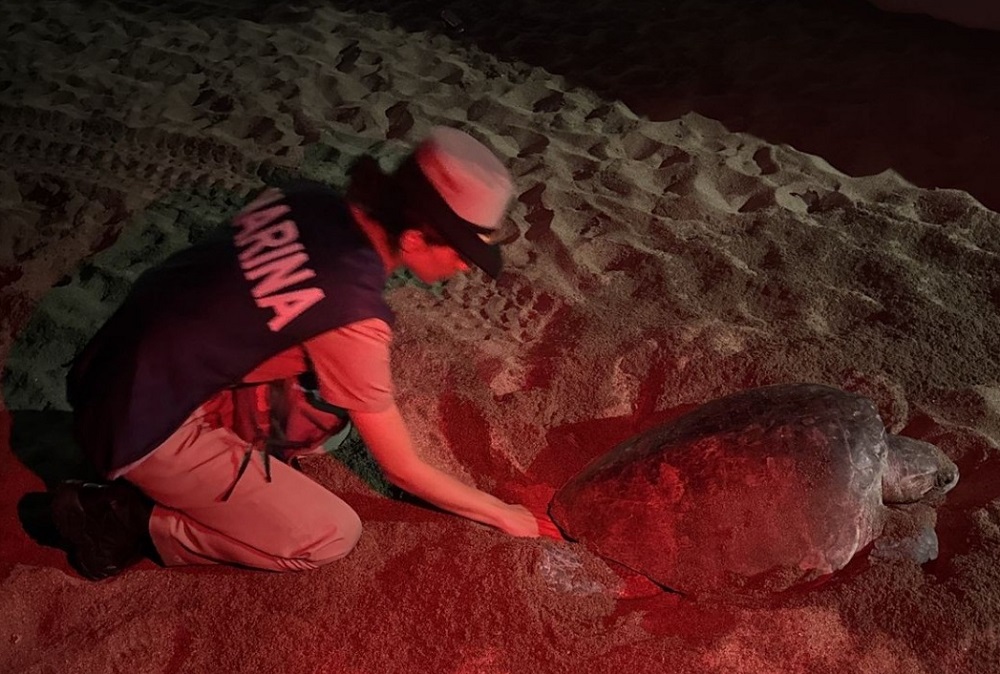 Marina, instituciones gubernamentales y ciudadanos voluntarios llevan a cabo acciones para la conservación de la tortuga marina en Manzanillo