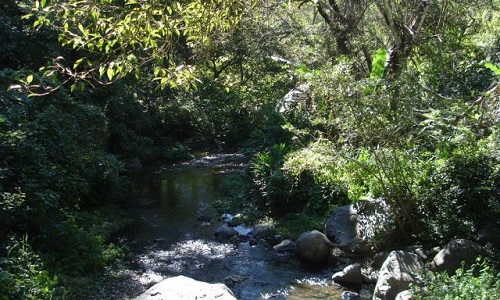 Reanudan búsqueda de hombre desaparecido en barrancas de Comala