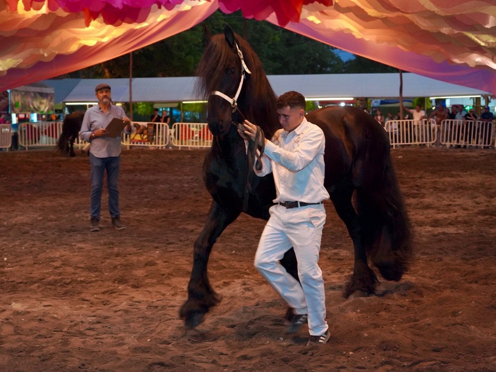 Petrolero, campeón del 4° Concurso Morfológico de Caballos Frisones en la Feria de Colima