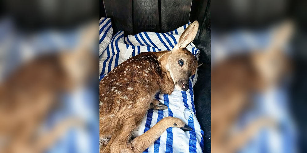 Reciben en PROFEPA Colima una cría de venado cola blanca para su rehabilitación