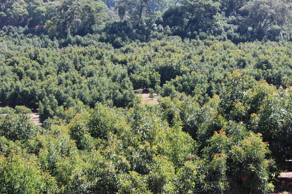 Zona aguacatera de Comala Colima es declarada espacio libre de plagas: Subseder