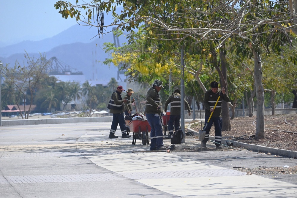 Reforesta ASIPONA el Paseo San Pedrito, frente a la playa