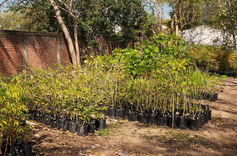 El Vivero Municipal de Colima: Un Pulmón Verde para la Ciudad
