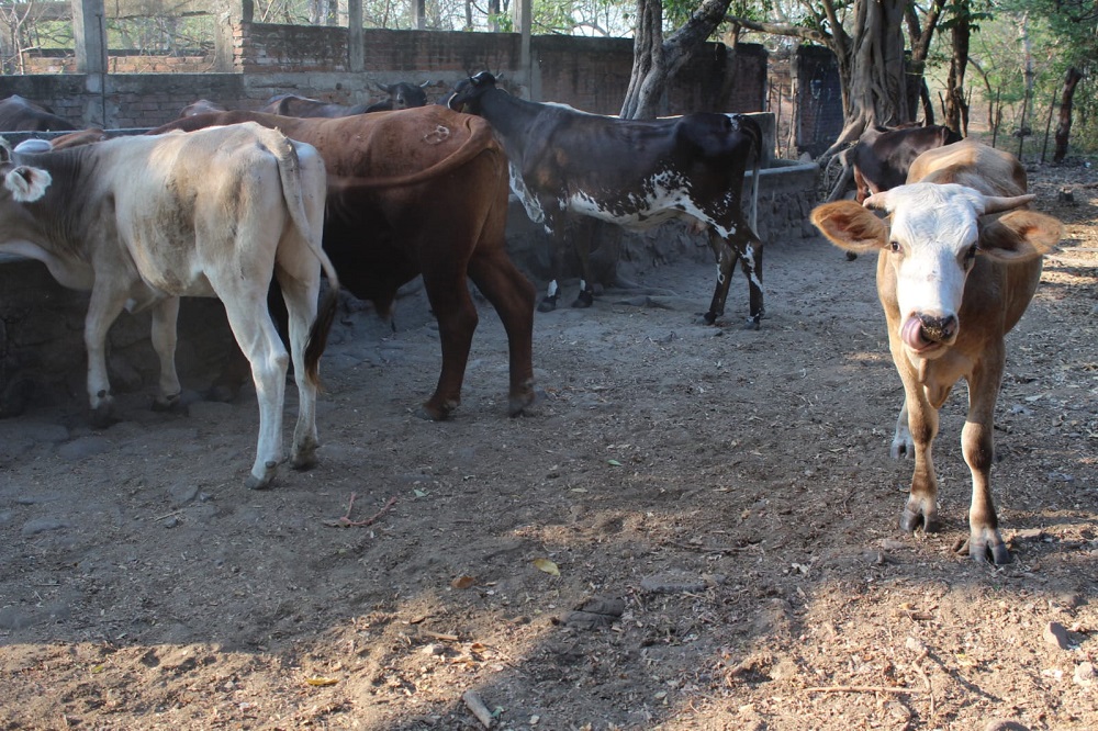 Gobierno del Estado de Colima exhorta a ganaderos a no bajar la guardia respecto al Gusano Barrenador del Ganado