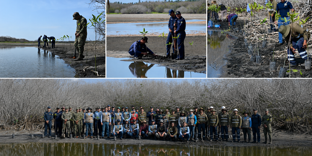 Reforestan laguna de Cuyutlán, ASIPONA, Sexta Región Naval y Tortugario