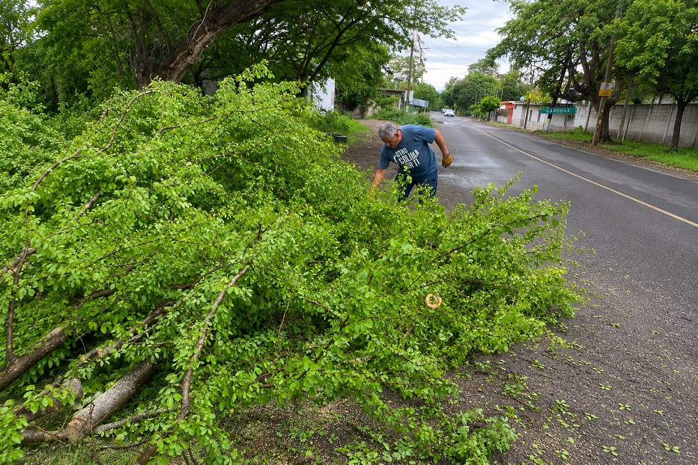 Retiran desechos vegetales de espacios públicos y vialidades de la capital